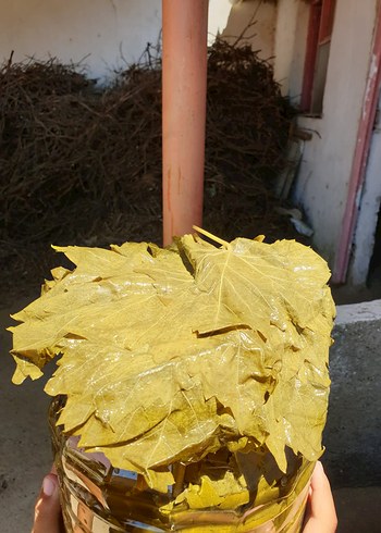 Viniferia Salamura Yaprak - Görsel 2