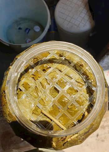 Viniferia Salamura Yaprak - Görsel 3