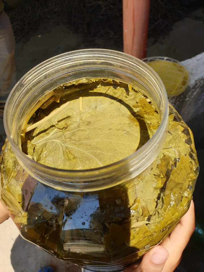 Viniferia Salamura Yaprak - Görsel 4