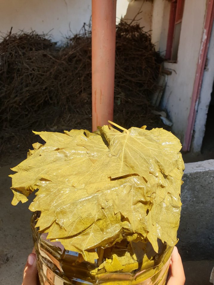 Viniferia Salamura Yaprak - Görsel 2