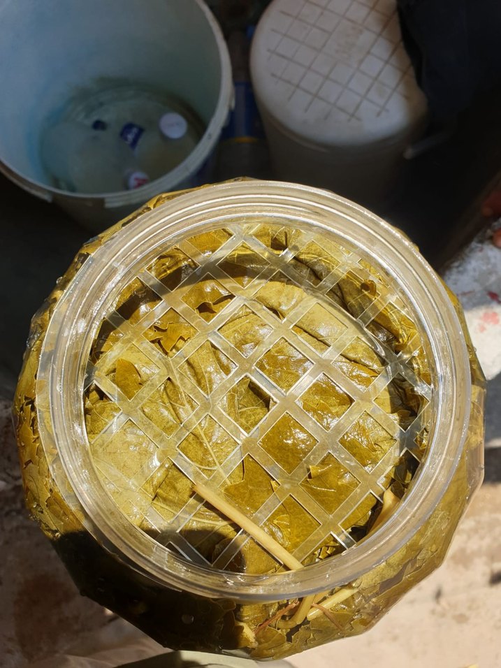 Viniferia Salamura Yaprak - Görsel 3