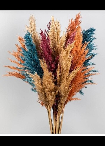 Pampas