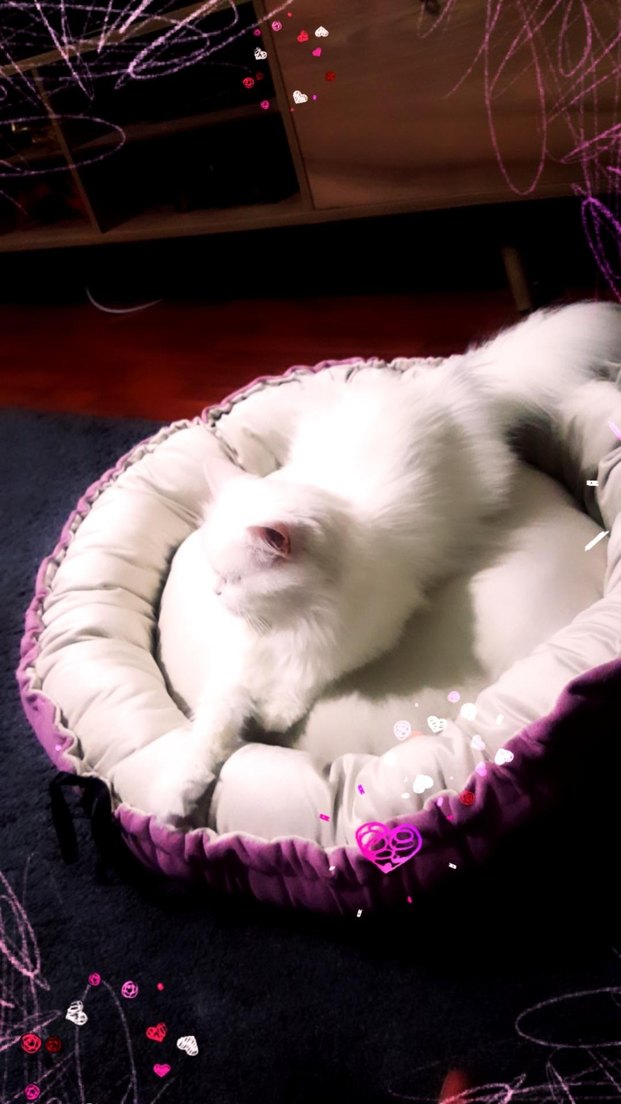 pembe krem Kedi Yatağı - Görsel 2