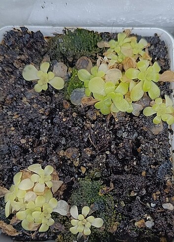 Pinguicula türleri