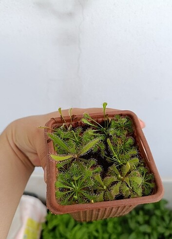 Etobur bitkiler 