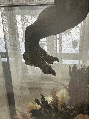 Beden Renk Papo Tyrannosaurus trex dinazor figür
