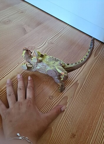  Beden Ankylosaurus