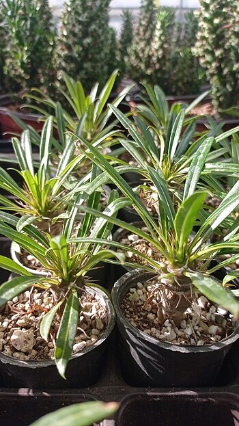 Madagaskar Palmiyesi
