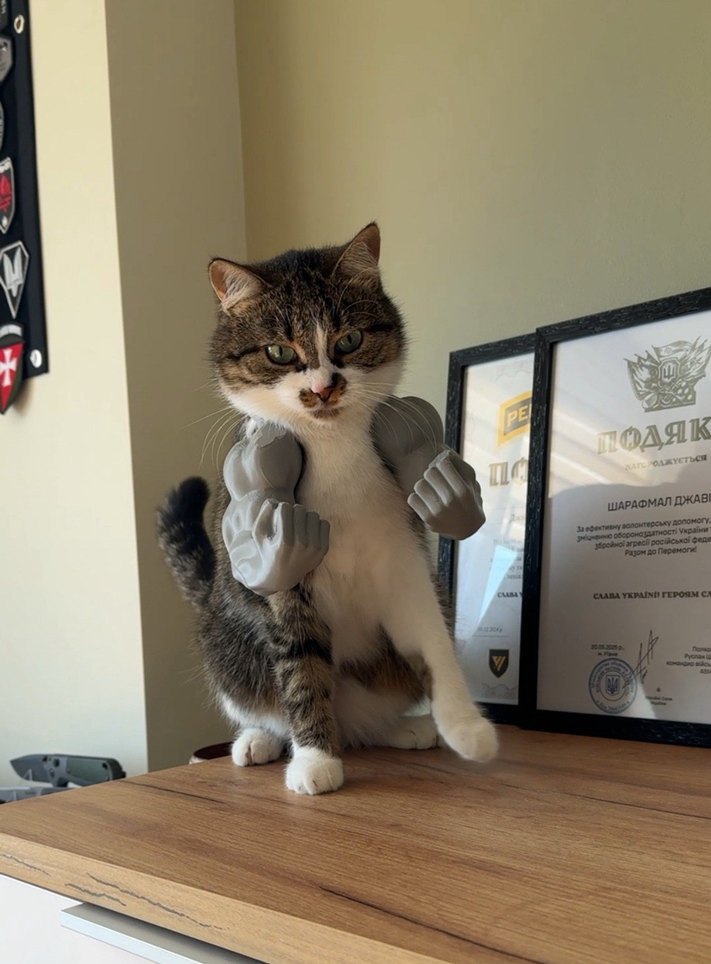 Kedi Hulk Kolları - Görsel 2