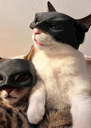 Beden Kedi Catwoman Maskesi