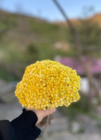 Mimoza Çiçeği