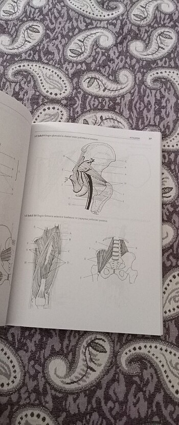  Beden Topografik anatomi