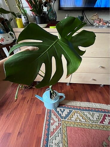 Devetabanı çiçeği ? Monstera