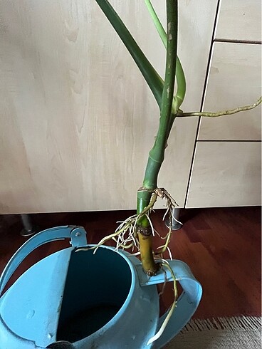 Devetabanı çiçeği ? Monstera