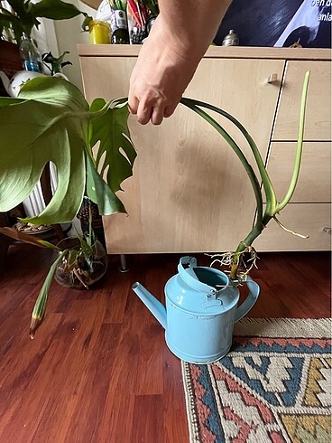 Beden Devetabanı çiçeği ? Monstera