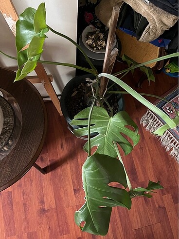 Beden Renk Devetabanı çiçeği ? Monstera