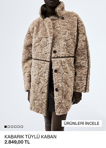 Kabarık Tüylü Kaban
