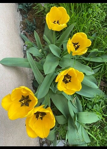 karışık lale soğanları sarı kırmızı vs. - Görsel 2