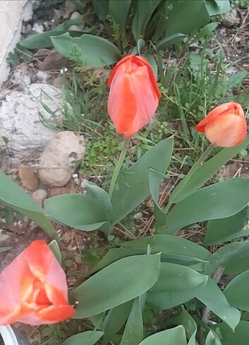 karışık lale soğanları sarı kırmızı vs. - Görsel 3