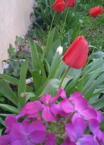 karışık lale soğanları sarı kırmızı vs. - Görsel 4