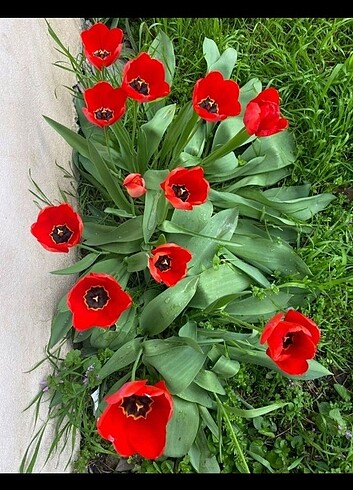 karışık lale soğanları sarı kırmızı vs. - Görsel 6