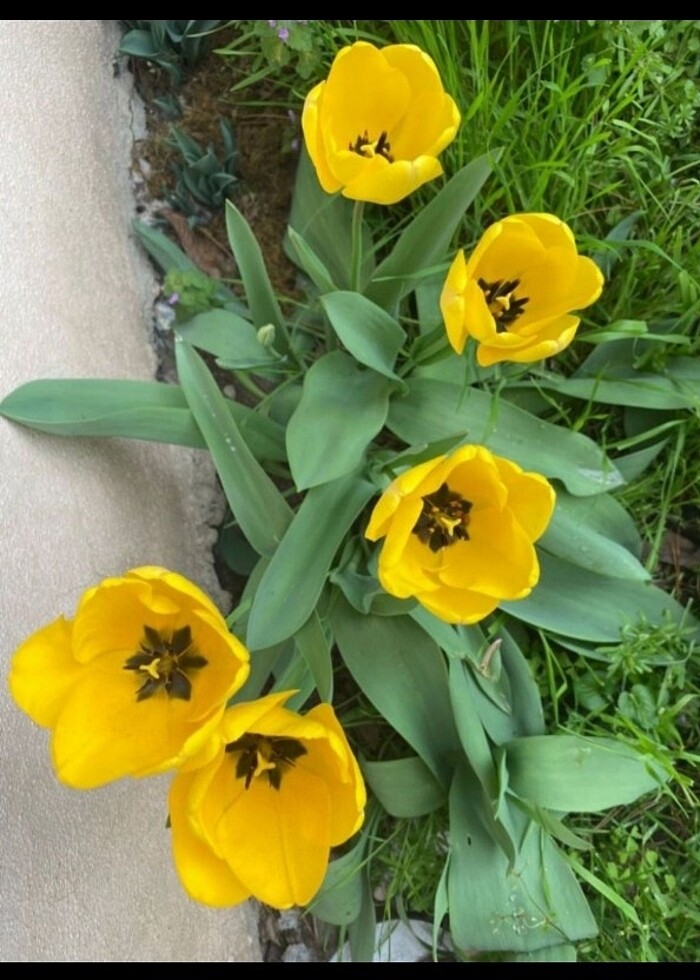 karışık lale soğanları sarı kırmızı vs. - Görsel 2