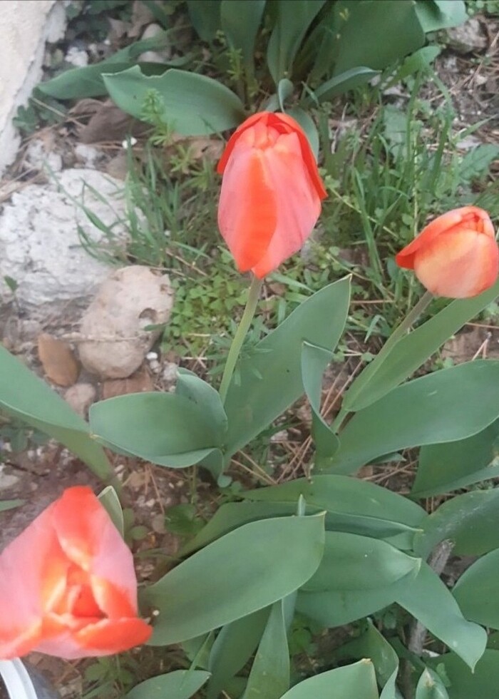 karışık lale soğanları sarı kırmızı vs. - Görsel 3