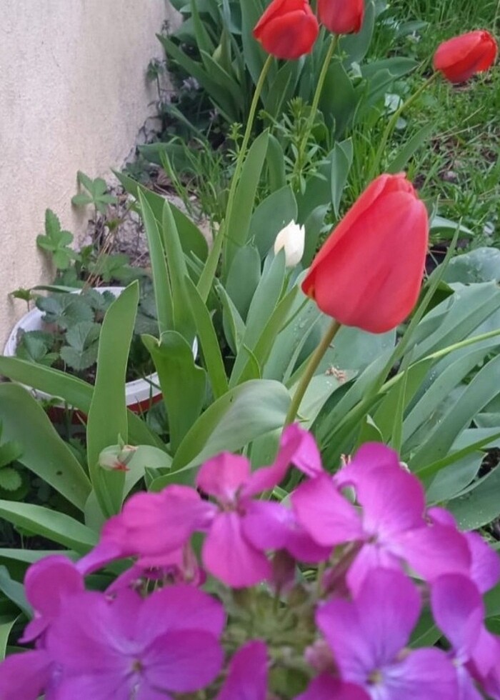 karışık lale soğanları sarı kırmızı vs. - Görsel 4