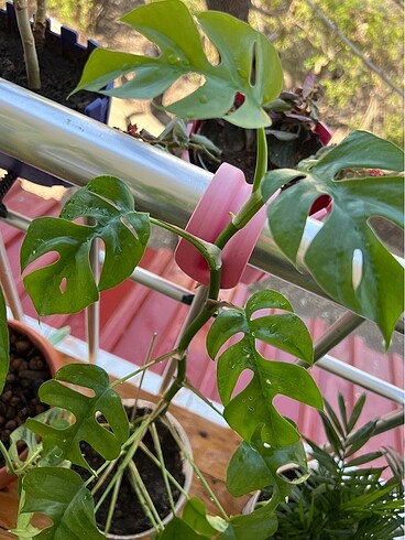 Diğer Monstera minima