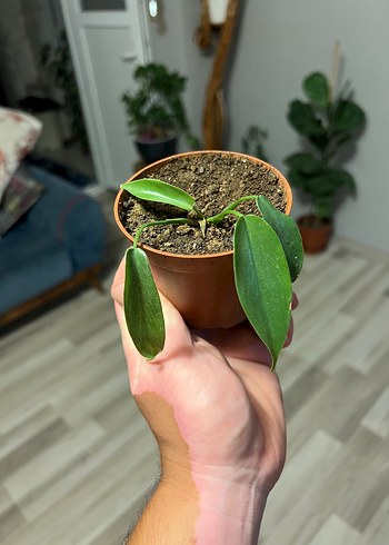 Beden philodendron florida ghost