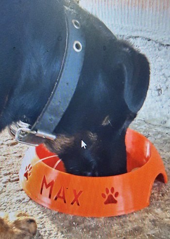 Renkli Şekilli Mama Kabı - Görsel 4