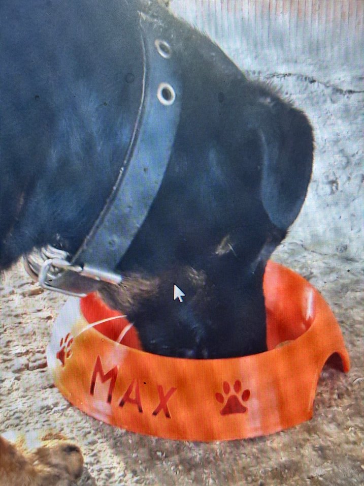 Renkli Şekilli Mama Kabı - Görsel 4