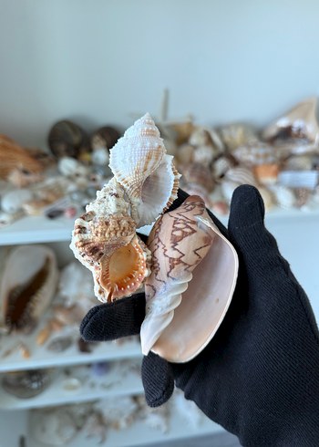 3 lü deniz kabugu seti