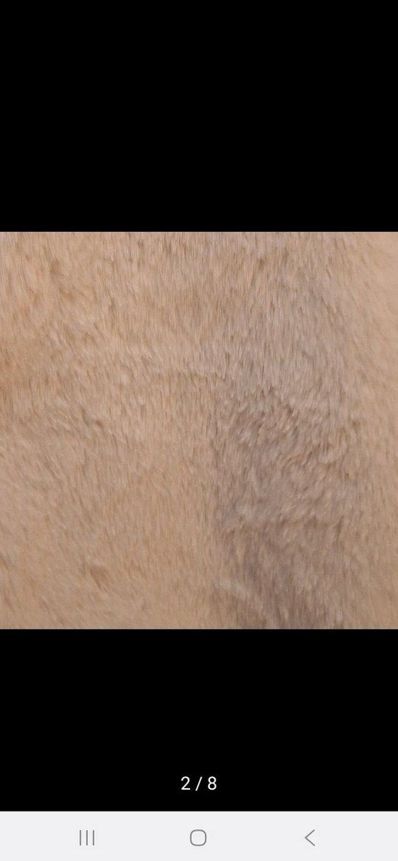 Zara Çift Taraflı Kız Çocuk Yelek - Görsel 4