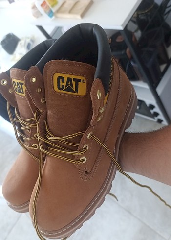 Cat 43
