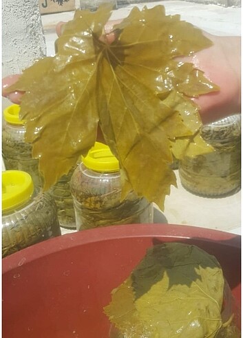 diğer Beden Manisa Turgutlu Mayıs yapraklari