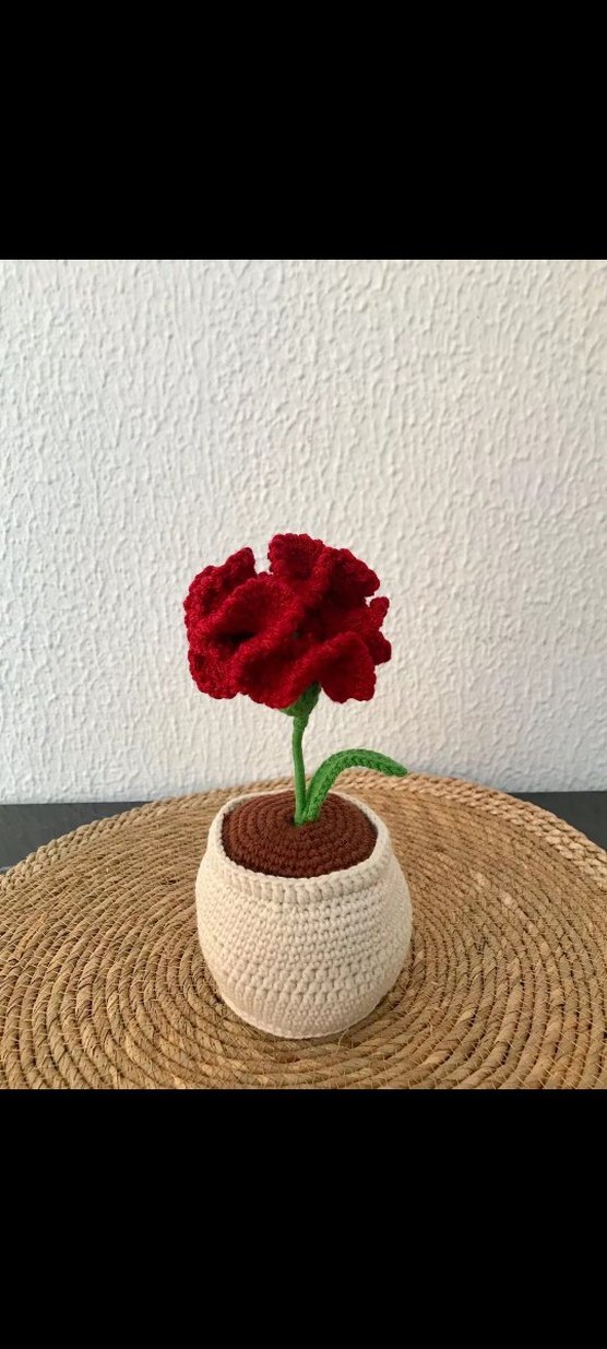 saksida karanfil - Görsel 2