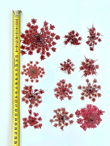 Kurutulmuş Çiçek (Sultanotu)