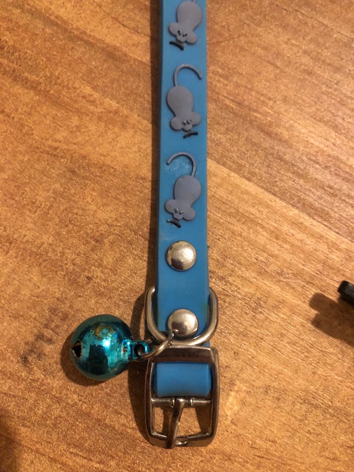 Renkli Mavi Kedi Tasması ve Bandana - Görsel 2