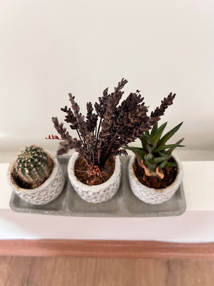 Gri Desenli Saksılarda Mini Bitki Seti - Görsel 2