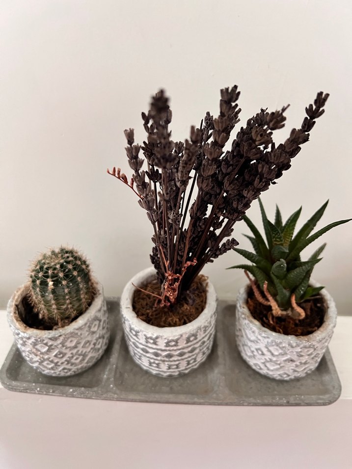 Gri Desenli Saksılarda Mini Bitki Seti - Görsel 3