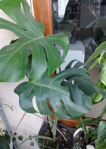 Koyu Yeşil Monstera Bitkisi yarım metreden uzun deve tabanı bitk