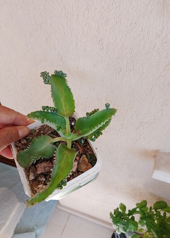 Beden yeşil Renk Karanlık Yeşil Sukulent ve Kaktüs Seti seç beğen al tanesi 60 tl