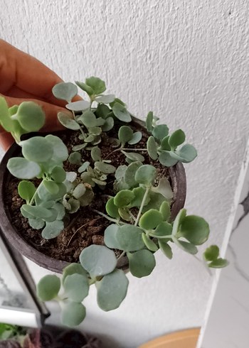 Küçük Saksıda Yeşil Sukulent Bitki sedum Sukulent çiçeği