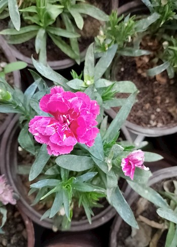 Diğer Canlı Pembe Gülümseme Çiçeği karanfil çiçekleri