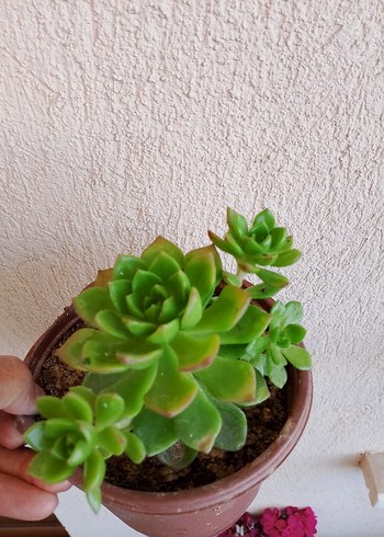 Çiçek Gri-Beyaz Sukulent Saksıda Sukulent çiçekleri tanesi 120 tl