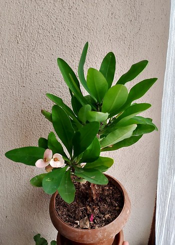 Pastel Yeşil Yapraklı Saksı Bitkisi - Görsel 2