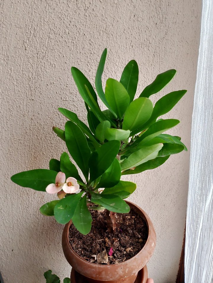 Pastel Yeşil Yapraklı Saksı Bitkisi - Görsel 2