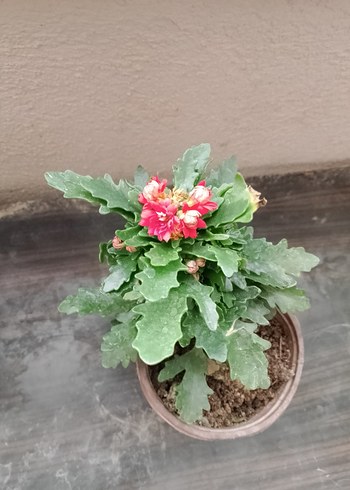 Renkli Pembe Dekoratif Saksı Çiçeği - Görsel 2