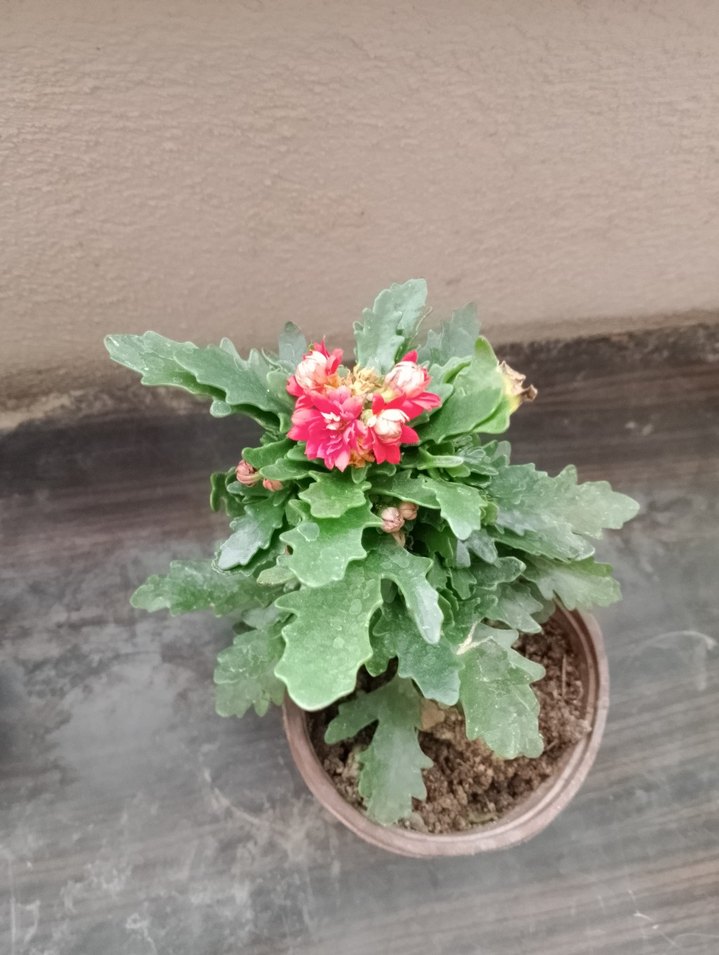 Renkli Pembe Dekoratif Saksı Çiçeği - Görsel 2